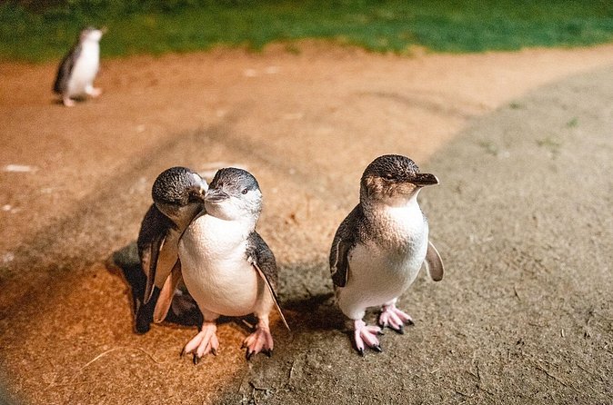 Phillip Island Penguin Parade Express Tour from Melbourne - Price and value at $96.83: what you’re paying for