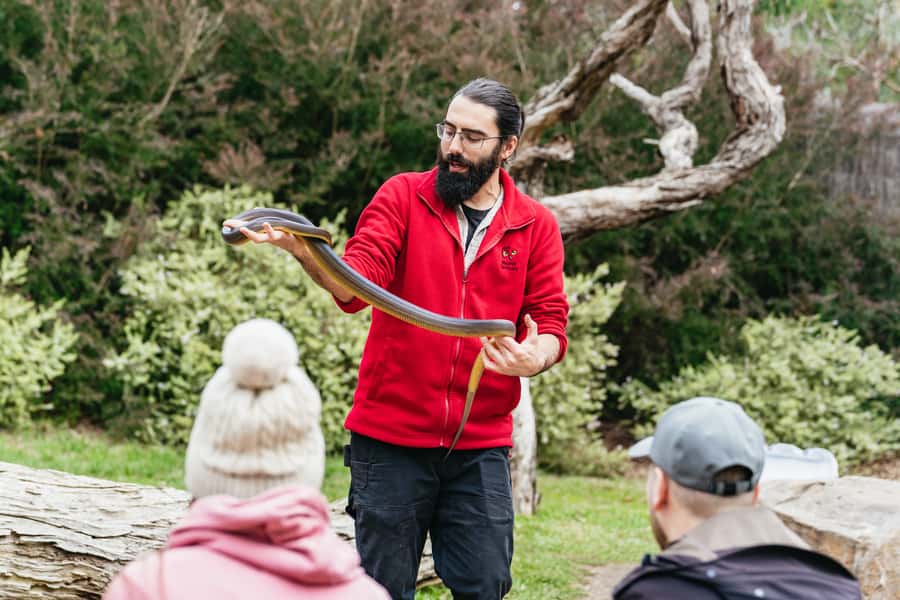 Phillip Island Penguin Parade with Expert Local Guide - The guide makes it: storytelling, timing, and wildlife-safe driving