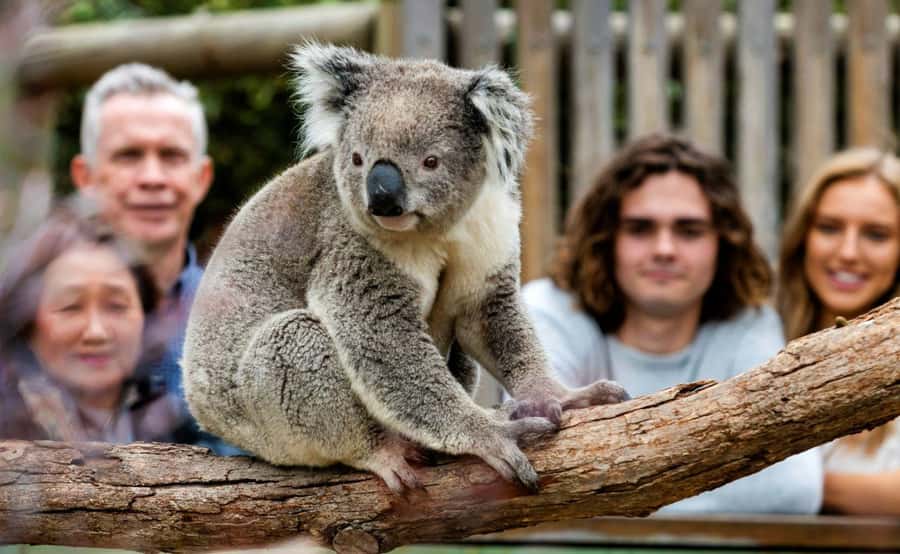 Phillip Island Penguin Parade with Expert Local Guide - Brighton Beach Bathing Boxes: the quick seaside hit that sets the mood