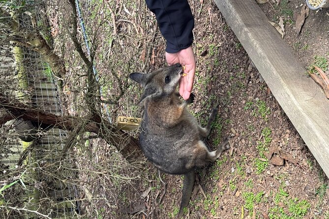 Phillip Island Penguins and Moonlit Sanctuary Private Day Tour - Brighton Beach Boxes: A Quick Stop With Real Character