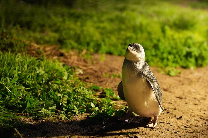 Phillip Island Penguins and Moonlit Sanctuary Private Day Tour - Price and Value: What You’re Paying For Beyond the Tickets