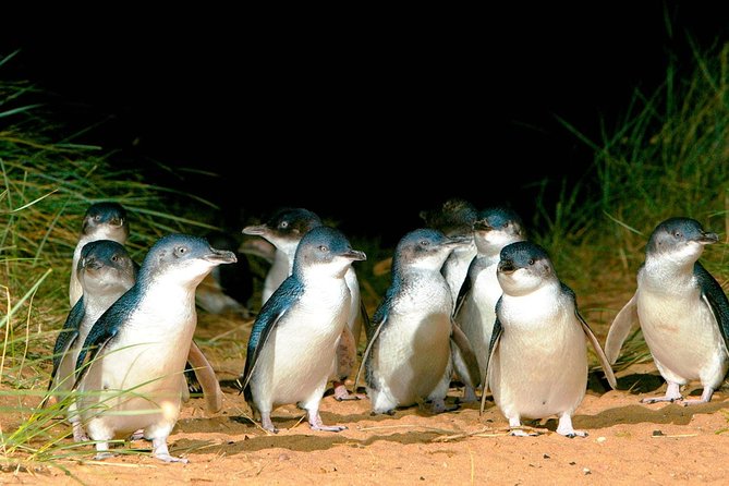 Phillip Island Penguins Private Adventure - Key Highlights You’ll Care About
