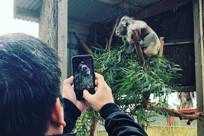Phillip Island Penguins Private Adventure - Stop 2: Koala Conservation Reserve Canopy Viewing (Where the Magic Starts)