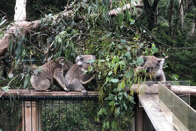 Phillip Island Penguins Private Adventure - Stop 3: Cowes Beach and the Dinner Flexibility (Season Permitting)