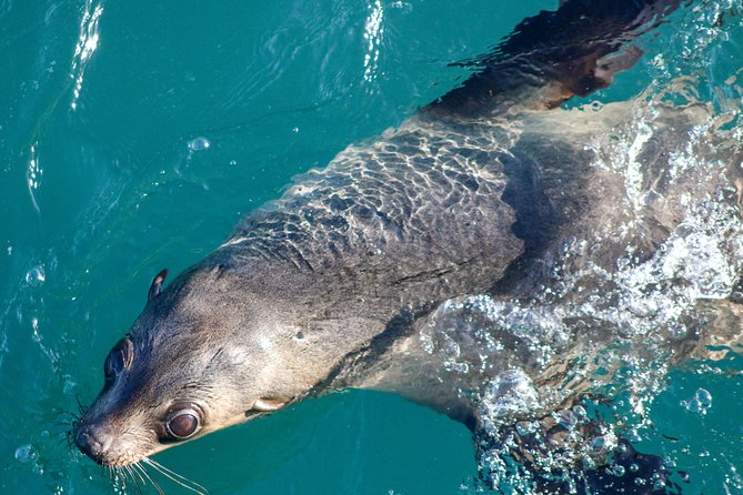 Phillip Island Seal-Watching Cruise - Key things that make this seal cruise worth your time