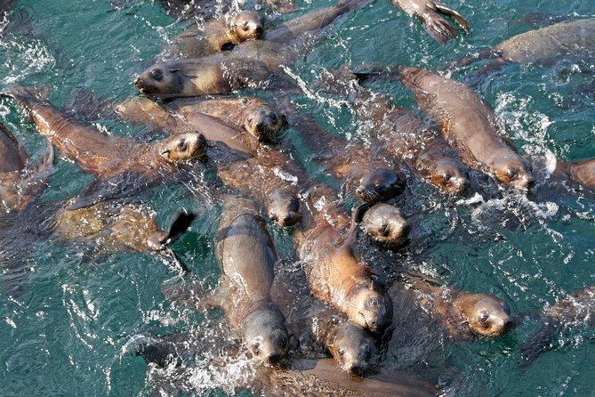 Phillip Island Seal-Watching Cruise - Phillip Island Seal Rocks: What You’re Seeing and Why It Feels Different