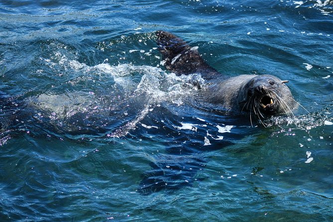 Phillip Island Seal-Watching Cruise - Extra Wildlife Chances: Whales, Dolphins, Penguins, and Seabirds