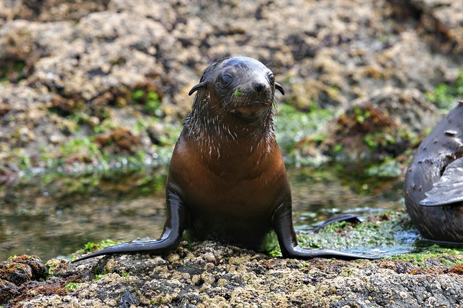 Phillip Island Seal-Watching Cruise - Price and Value: Is $82.48 a Good Deal?