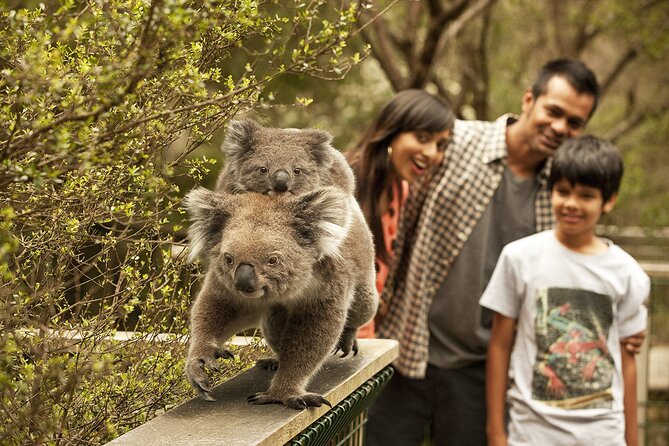 Phillip Island Tour - Koala's, Wallabies & Little Penguins. - Key points before you go