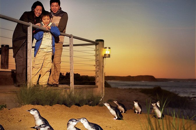 Phillip Island Tour - Koala's, Wallabies & Little Penguins. - Price and value: what $116.19 really buys you