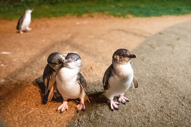 Phillip Island Tour - Koala's, Wallabies & Little Penguins. - Koala Conservation Reserve: boardwalk time that feels close, not rushed