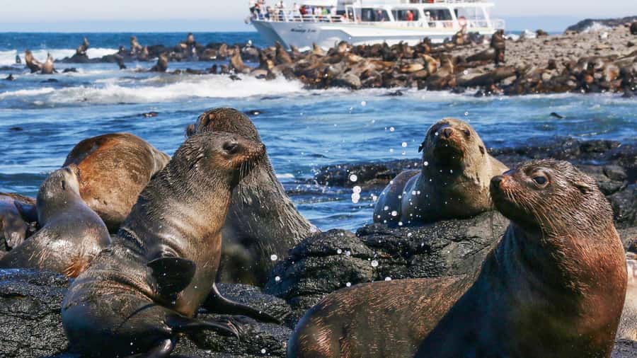Phillip Island: Whale Watching Boat Tour - Key things I’d circle on your itinerary