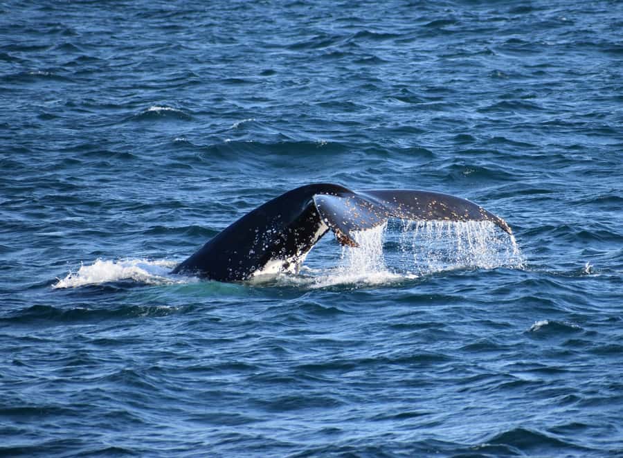 Phillip Island: Whale Watching Boat Tour - Phillip Island whale watching from Rhyll: why this trip works