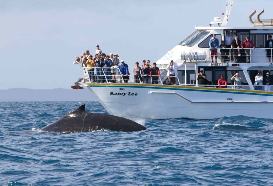 Phillip Island: Whale Watching Boat Tour - Whales: what you should watch for on the water