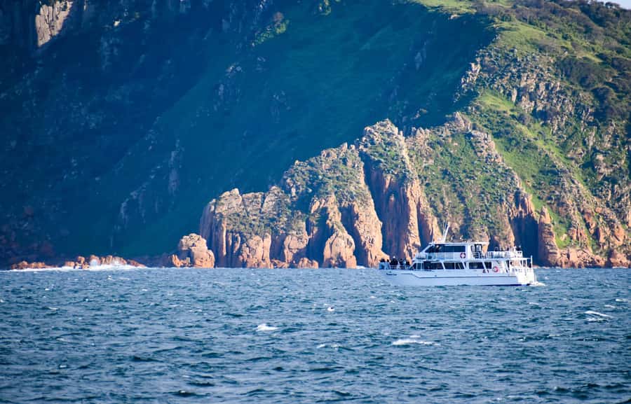 Phillip Island: Whale Watching Boat Tour - Dolphins in the boat wake: the bonus wildlife moment