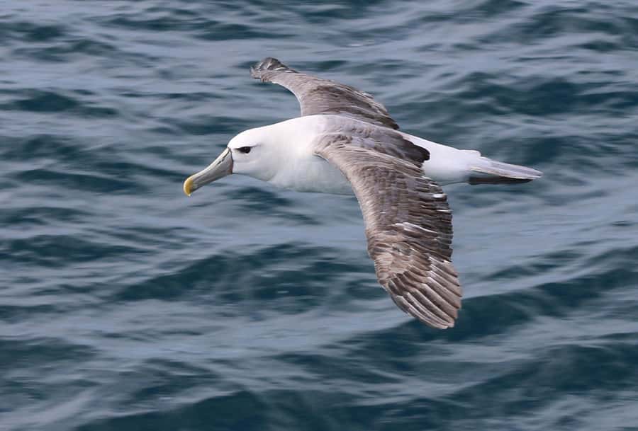 Phillip Island: Whale Watching Boat Tour - Price and value: is $126 worth it?