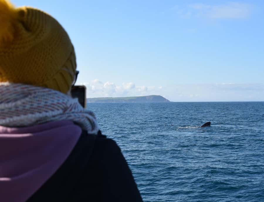Phillip Island: Whale Watching Boat Tour - The 4-hour plan: what the circumnavigation actually gives you