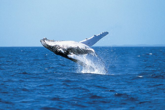 Phillip Island Whale Watching Tour - Key highlights you will actually feel on the water