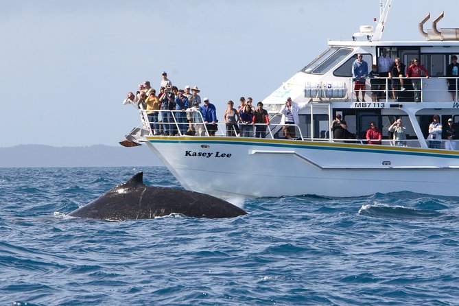 Phillip Island Whale Watching Tour - How the 4-hour Phillip Island cruise really plays out