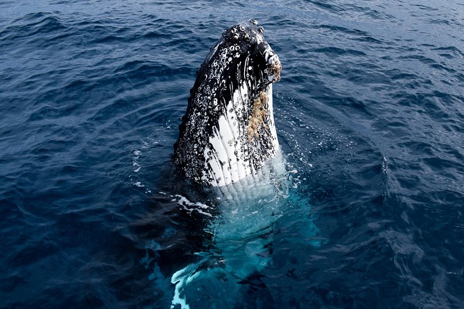 Phillip Island Whale Watching Tour - The whale-watching window: humpbacks and southern right whales