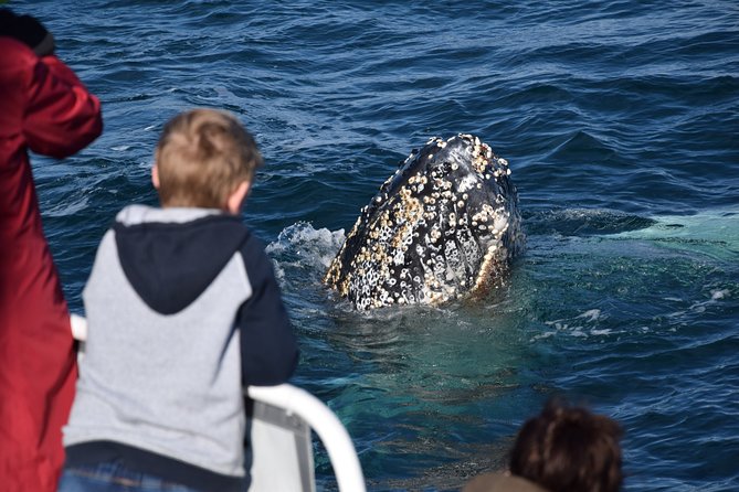 Phillip Island Whale Watching Tour - Dolphins, birds, and that captain voice you will rely on
