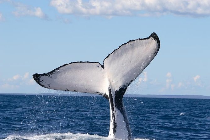Phillip Island Whale Watching Tour - What to pack for Phillip Island in the morning wind