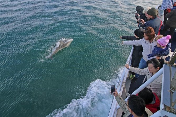 Phillip Island Whale Watching Tour - Seal Rocks: the fur seal colony you’ll remember