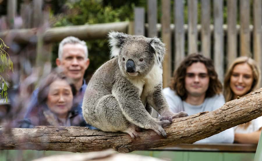 Phillip Island Wildlife & Brighton Beach Boxes Private Tour - Quick highlights before you go