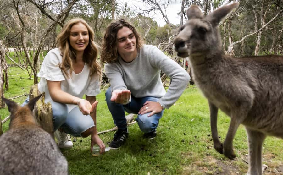 Phillip Island Wildlife & Brighton Beach Boxes Private Tour - Who this tour fits best (and who should pick something else)