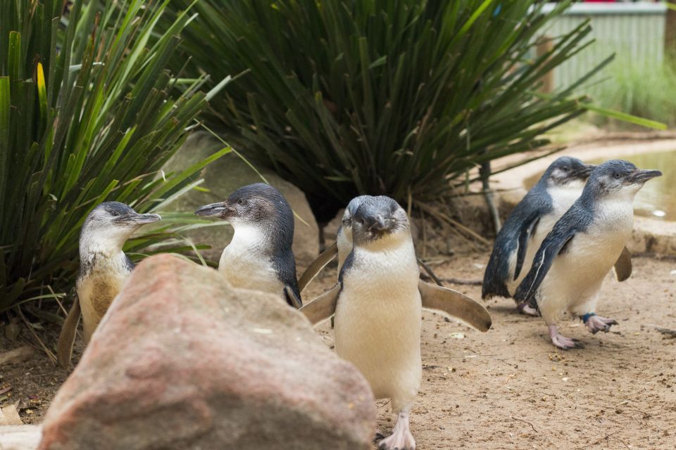 Phillip Island Wildlife & Brighton Beach Boxes Private Tour - The Penguin Parade: your best chance to see them up close