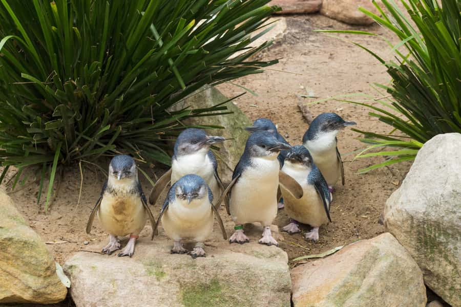 Phillip Island Wildlife & Brighton Beach Boxes Private Tour - Brighton Beach Boxes: Melbourne’s seaside photo stop with real meaning