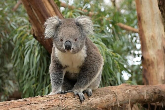 Phillip Island Wildlife Cruise and Penguin Tour from Melbourne - Key highlights worth planning for