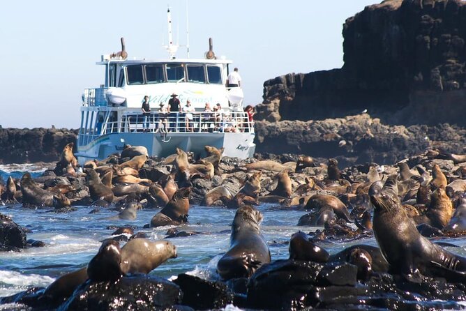 Phillip Island Wildlife Cruise and Penguin Tour from Melbourne - How this day trip actually feels: compact, timed, and beginner-friendly