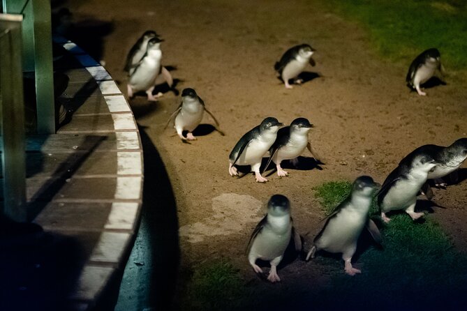 Phillip Island Wildlife Cruise and Penguin Tour from Melbourne - Koala Conservation Reserve vs. Cowes time: choose your flavor