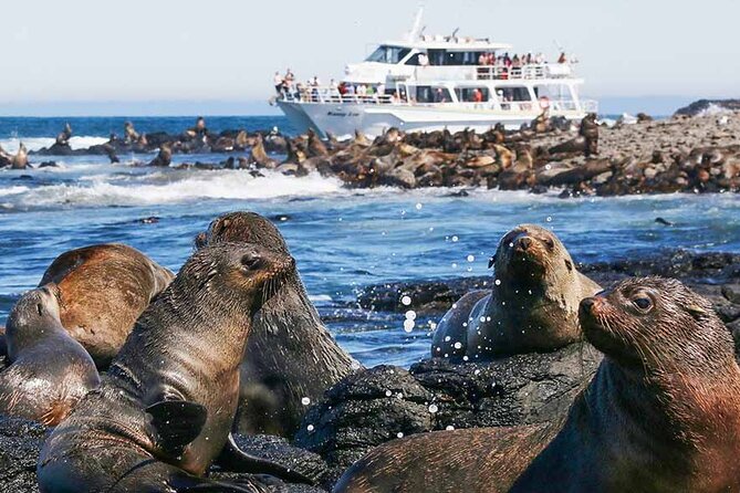 Phillip Island Wildlife Cruise and Penguin Tour from Melbourne - Cowes and the Wildlife Cruise decision: plan your best wildlife odds