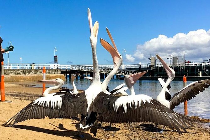 Phillip Island Wildlife Cruise and Penguin Tour from Melbourne - Flynns Beach: the short, scenic reset