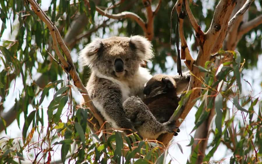 Phillip Island: Wine, Wildlife & Penguins with Gourmet Feast - Cowes break time: how to use a short village stop