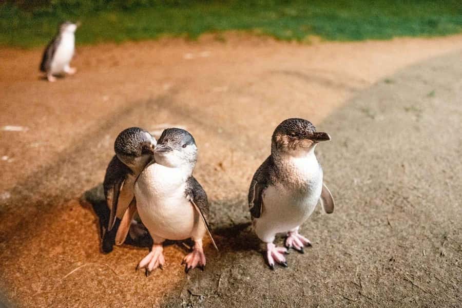 Phillip Island: Wine, Wildlife & Penguins with Gourmet Feast - Value check: why this tour is priced like a “do it all” day