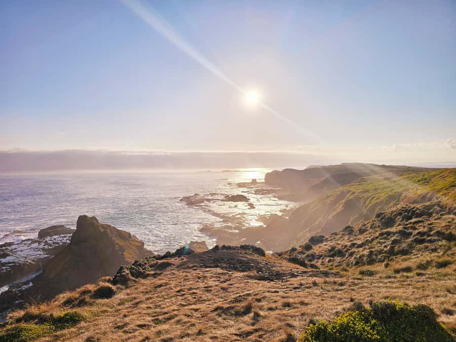 Phillip Island: Wine, Wildlife & Penguins with Gourmet Feast - Who this tour suits best (and who might prefer something else)