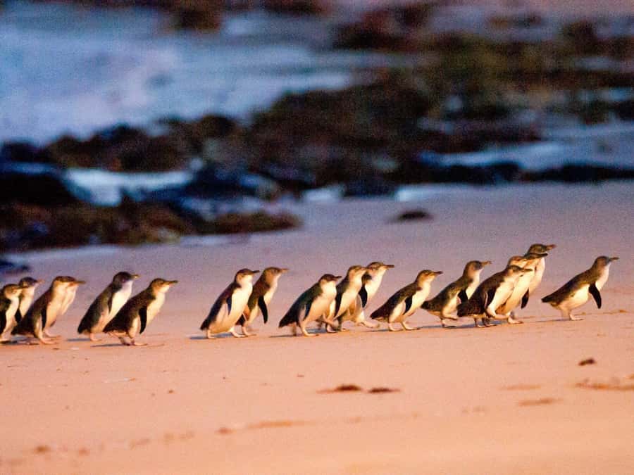 Phillip Island: Wine, Wildlife & Penguins with Gourmet Feast - Premium midi-coach comfort: the part most people forget