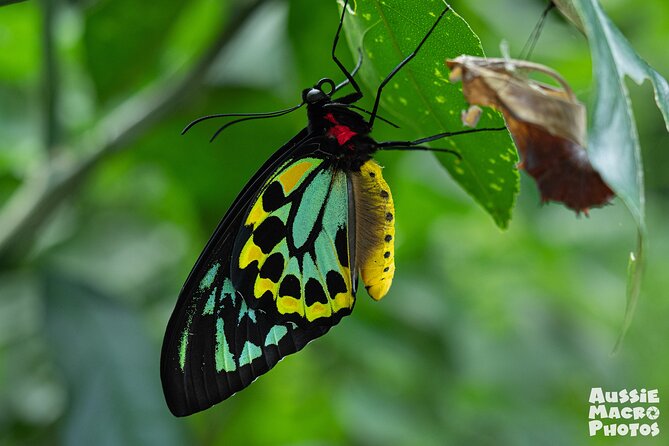 Photography and Nature in Cairns Botanic Gardens Let's Go Buggin - Key things that make this tour worth your time
