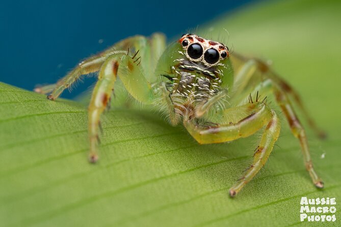 Photography and Nature in Cairns Botanic Gardens Let's Go Buggin - Where camera hire fits (and when it’s worth paying extra)