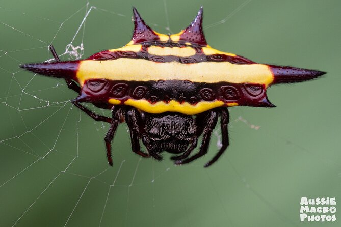 Photography and Nature in Cairns Botanic Gardens Let's Go Buggin - What you might spot: insects, spiders, fungi, and frog moments