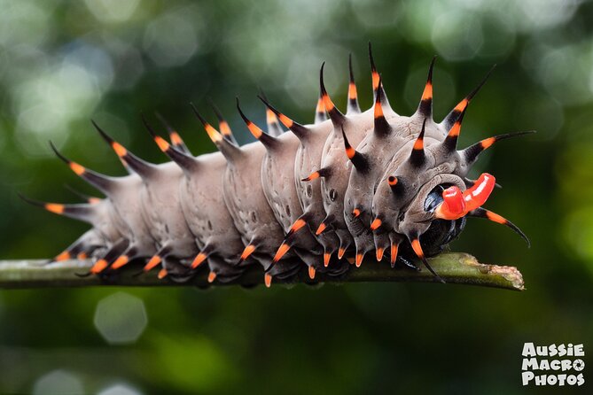 Photography and Nature in Cairns Botanic Gardens Let's Go Buggin - What Bridgette Gower and Ros Peric do for your photos