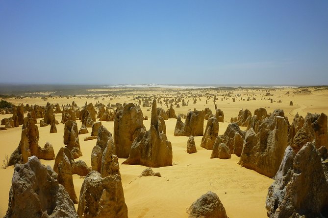 Pinnacles Desert Private Tour - Caversham Wildlife Park: the animal stop that actually changes the day
