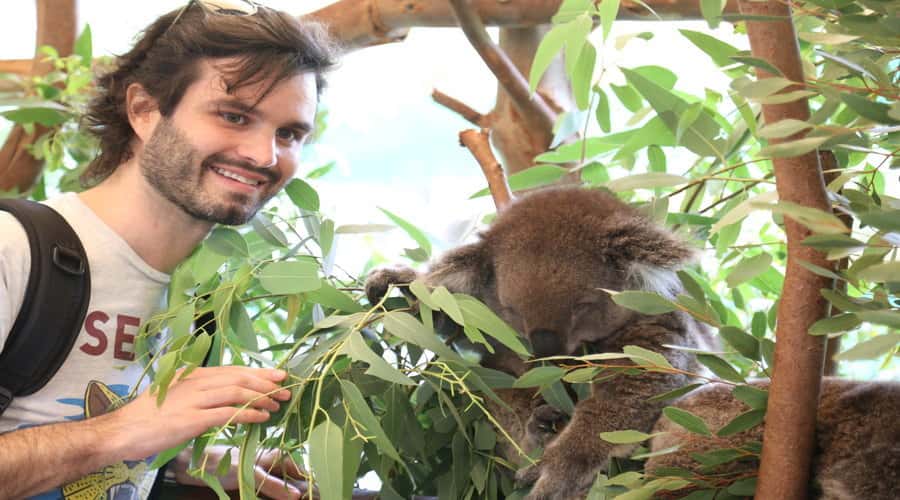 Pinnacles, Koalas, 4WD & Sandboarding Tour from Perth - Caversham Wildlife Park: Koalas, Wombats, and Hand-Feeding Kangaroos