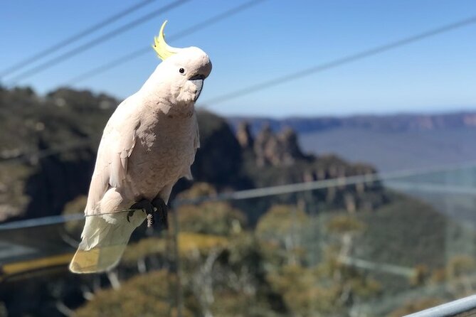 PJ Blue Mountains Supreme [Private Charter] - Featherdale Wildlife Park: Early Access and Hands-On Animal Time
