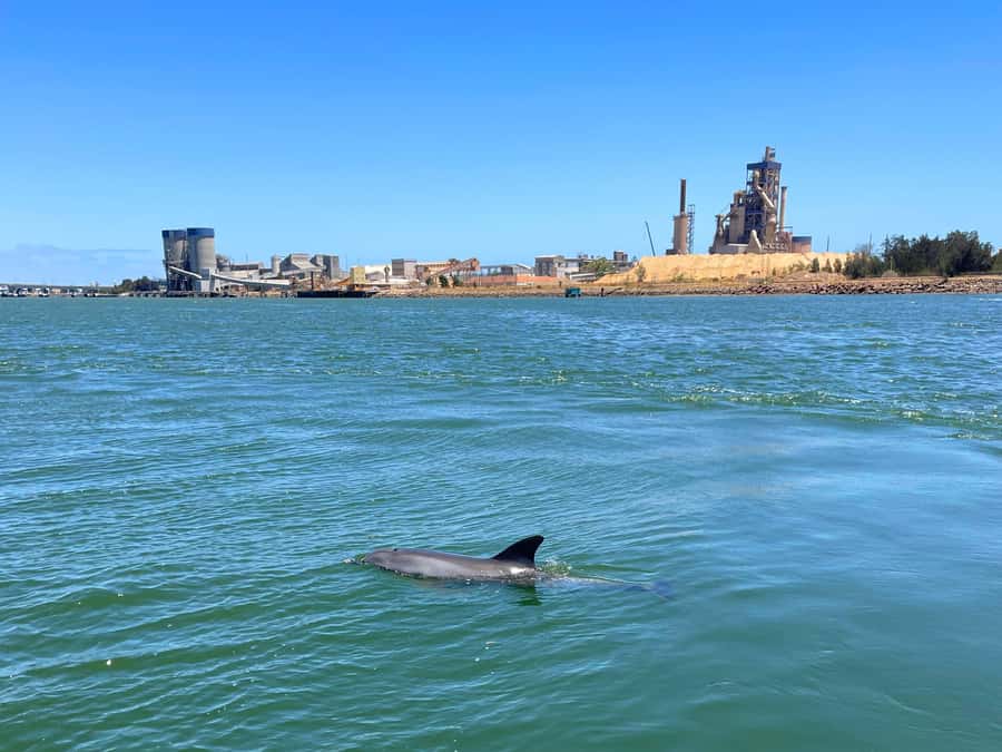 Port Adelaide: Dolphin and Maritime Cruise - Port River ecosystems: where the shore tells its own story