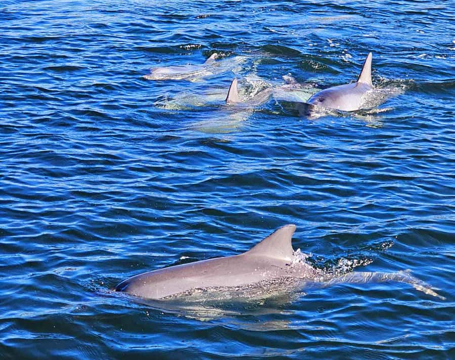 Port Adelaide: Dolphin and Maritime Cruise - Meeting at the red-and-white lighthouse: start simple, start confident