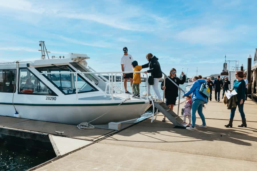 Port Adelaide: Dolphin and Ships Graveyard Cruise - Adelaide Dolphin Sanctuary: what to expect from wild dolphins in the city
